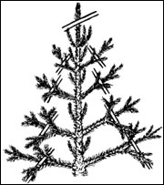 Prune evergreen trees