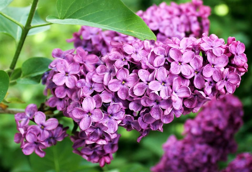 Lilac bush