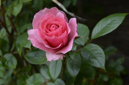 Pink rose