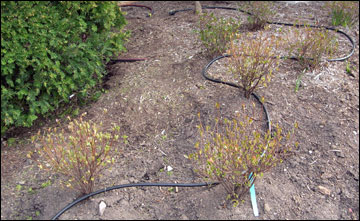 Drip irrigation delivers water slowly and efficiently