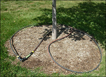 Irrigate a tree uniformly with a soaker hose