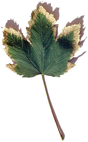 Leaf scorch