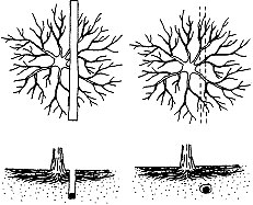 Trenching near a tree versus a tunnel in the same location.