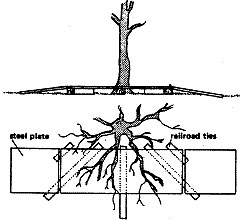 A bridge protecting tree roots.