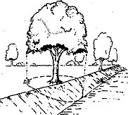 Change in grade affecting tree roots.