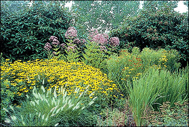 Ornamental grasses and native wildflowers