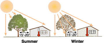 Deciduous trees on the southwest side of a house