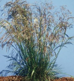 tufted hairgrass