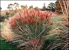 Ornamental grasses