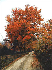 Observe native plants along roadsides.