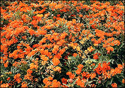 Butterfly weed