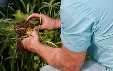 A person crouched in a field holding and examining a clod of dirt containing the roots of a plant.