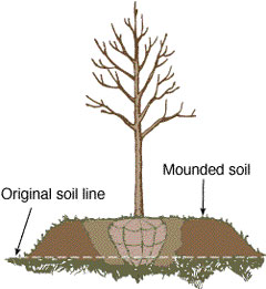 Mound planting