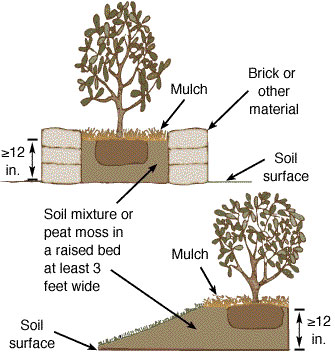 Examples of raised beds