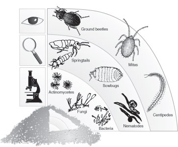 A succession of organisms decompose organic matter