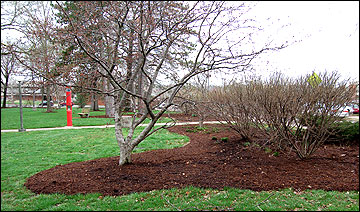 Trees and shrubs in mulched bed