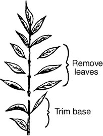 Trim cuttings and remove leaves