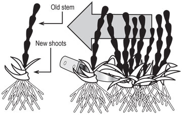 Plant crowns