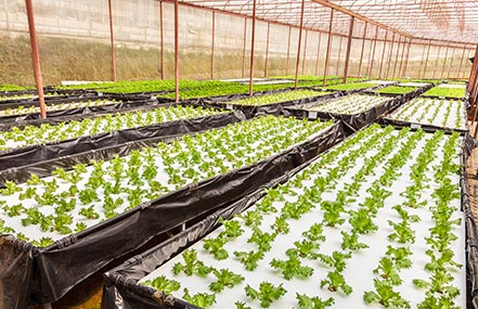 Hydrononic farming in a greenhouse.