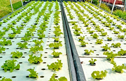 Lettuce grown in a deep water culture hydroponic system.