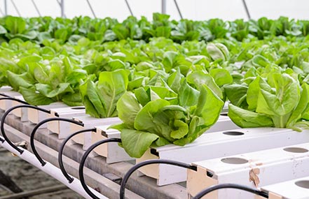 Butterhead lettuce grown in an aquaponics system.