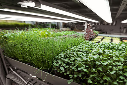 Grow lights over plants.