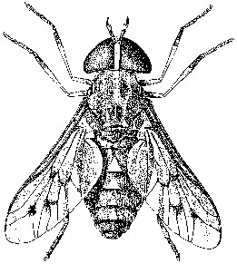 Dead Horse Flys Insect Animal, Unhygienic, Nobody, Mouth PNG