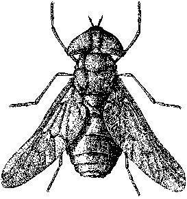 Tabanus atratus