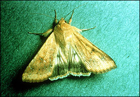 Corn earworm moth