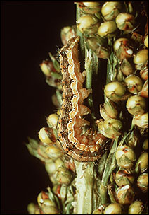 Corn earworm damage