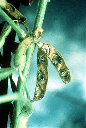 Soybean seedpod damage