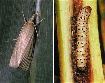 Southwestern corn borer moth