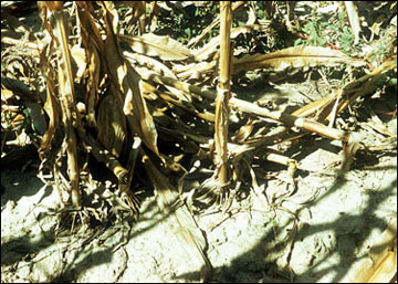 Southwestern corn borer lodging damage