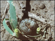 Black cutworm larvae 