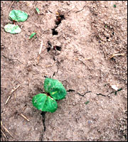 Black cutworm damage to cotton