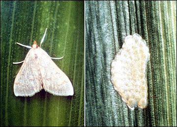 European corn borer moth