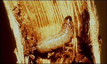 European corn borer larva