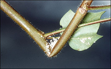 Damage from European corn borer