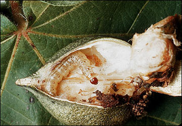 European corn borer damage to cotton boil