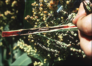 European corn borer larva