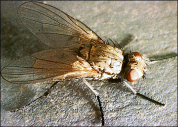 Adult seedcorn fly