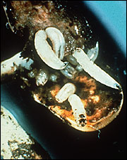 Black cutworm larvae 