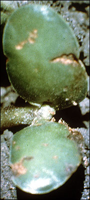 seedcorn maggot damage t0 soybean cotyledon