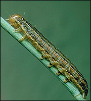 Armyworm (Photos 1a-1c: Lee Jenkins Slide Collection) 