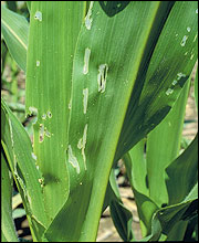 Damaged corn (Photo: Anastasia Becker) 