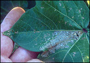 Beet armyworm damage on cotton
