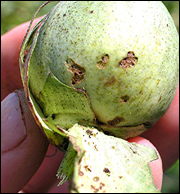 Damaged cotton boll (Photo: Scott Stewart, Univ. of Tennessee) 