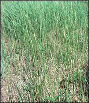 Damaged pasture (Photo: Pat Miller) 