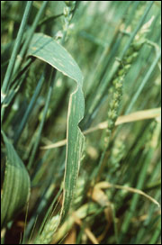 Damaged wheat leaves (Photo: Wayne Bailey)