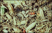 Destructive armyworm larvae (Photo: Wayne Bailey)